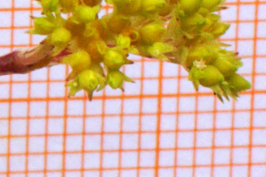 Valerianella microcarpa / Gallinella a frutto piccolo